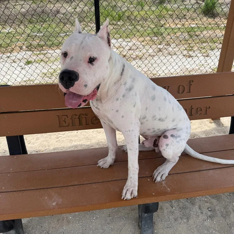 An adult large-sized male White / Cream Dogo Argentino dog named Waffles for adoption in Port Charlotte, FL