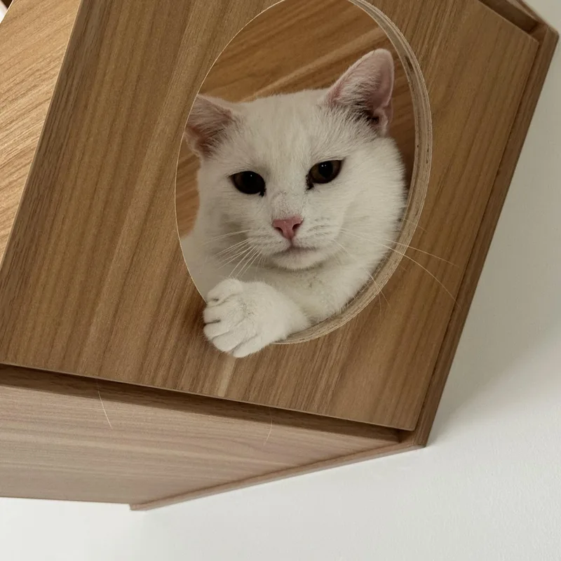 An adult medium-sized male White Domestic Short Hair cat named Casper for adoption in North Haven, CT