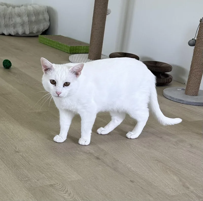 Casper thumbnail 2