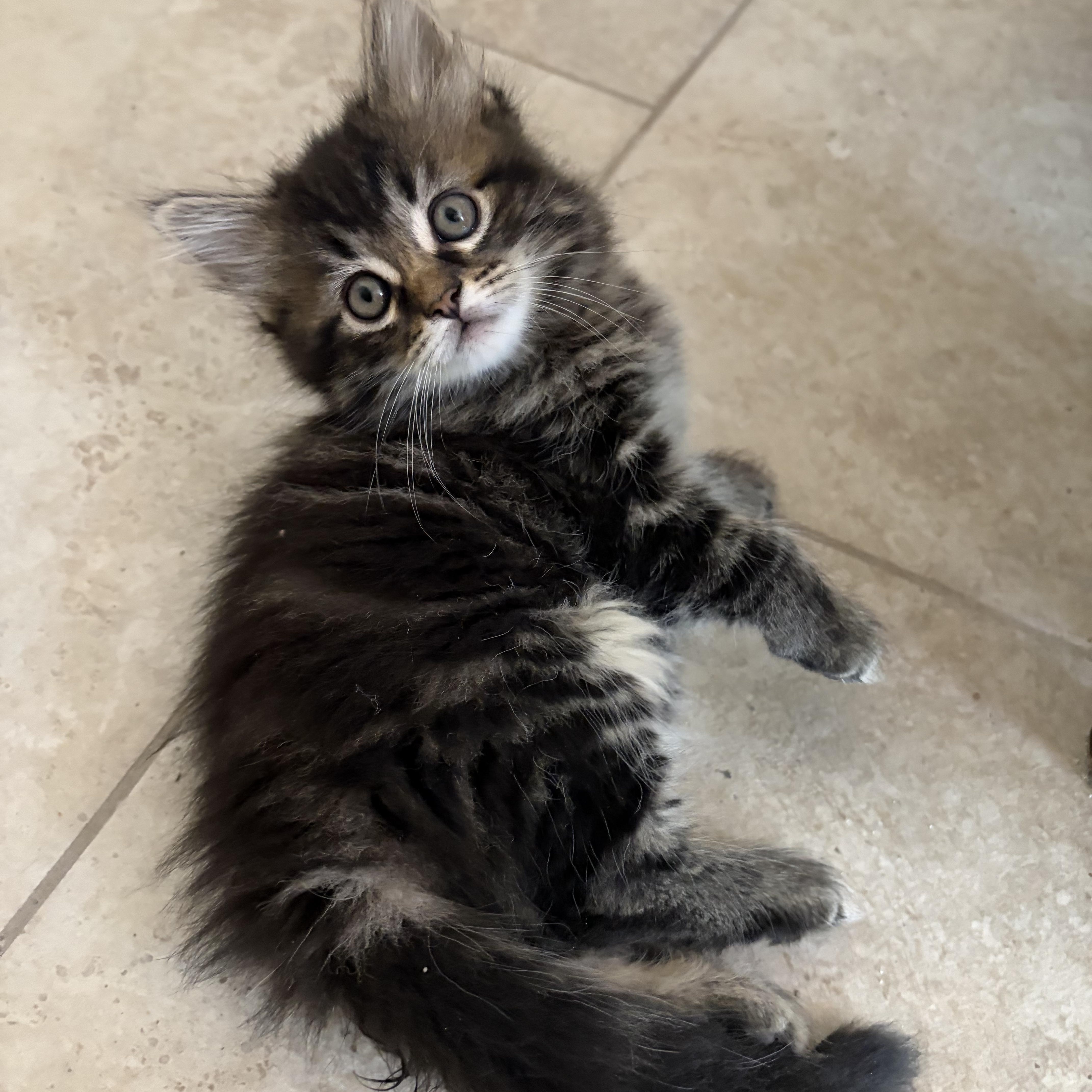 A baby small-sized female Maine Coon cat named Starlina for adoption in queen creek, AZ