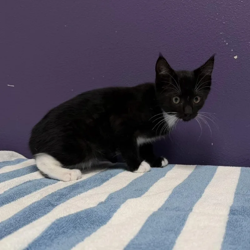 A baby small-sized male Black Domestic Short Hair cat named Earl Gray for adoption in Englewood, FL