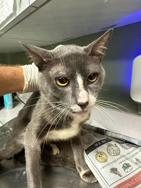 A young medium-sized male Domestic Short Hair cat named Skedaddle for adoption in Jacksonville, FL