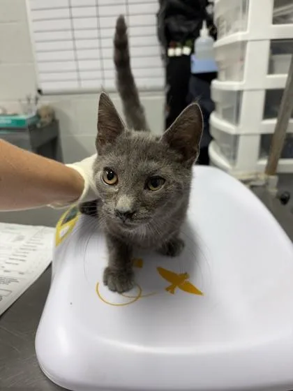 A baby small-sized male Domestic Short Hair cat named Frog for adoption in West Chester, PA