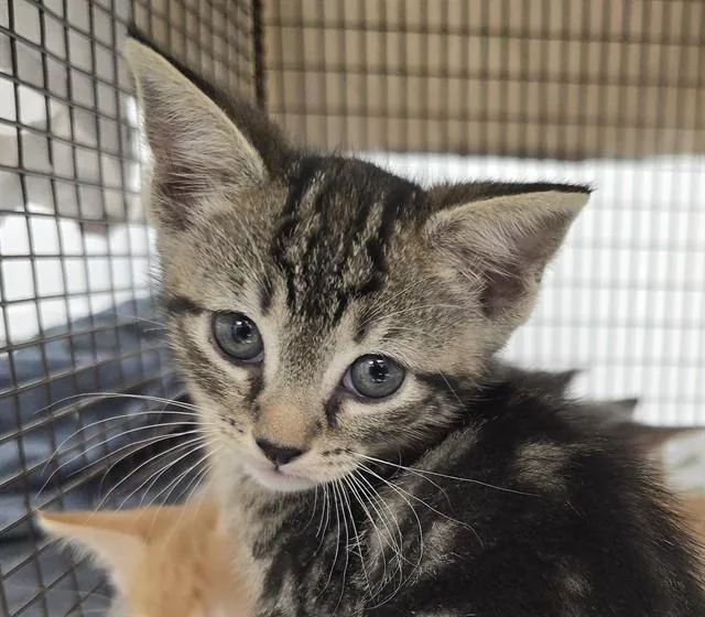 A baby small-sized female Domestic Short Hair cat named Dylan for adoption in Fort Lauderdale, FL