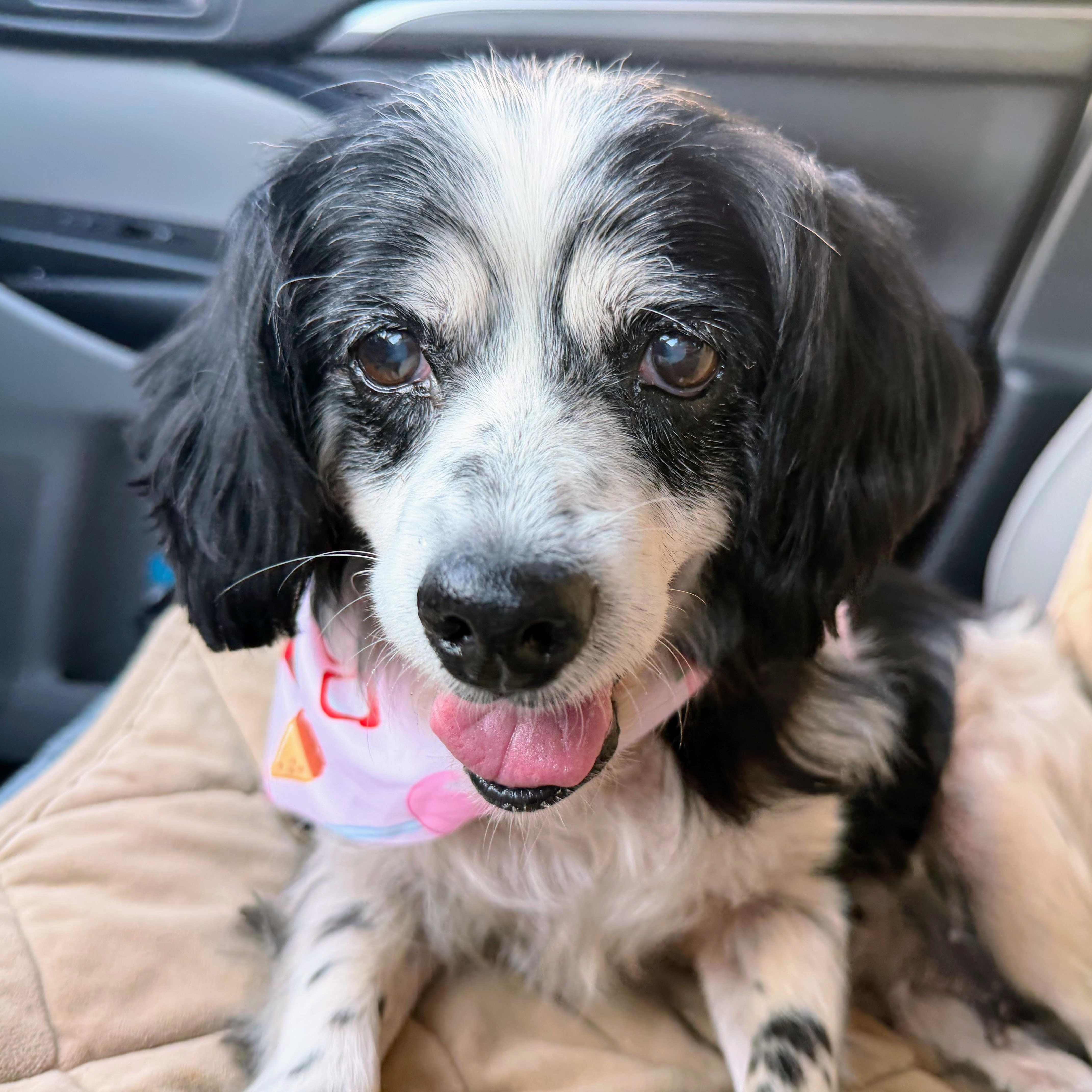 A senior small-sized female Cocker Spaniel dog named Dinah for adoption in Sherman Oaks, CA