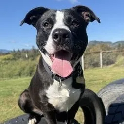 An adult medium-sized male Black Mixed Breed dog named Levi for adoption in Roseburg, OR