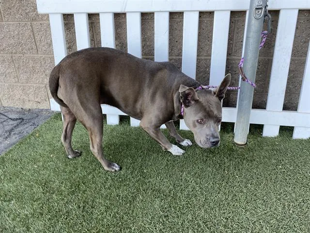 An adult large-sized female Pit Bull Terrier dog named Pepper for adoption in Modesto, CA