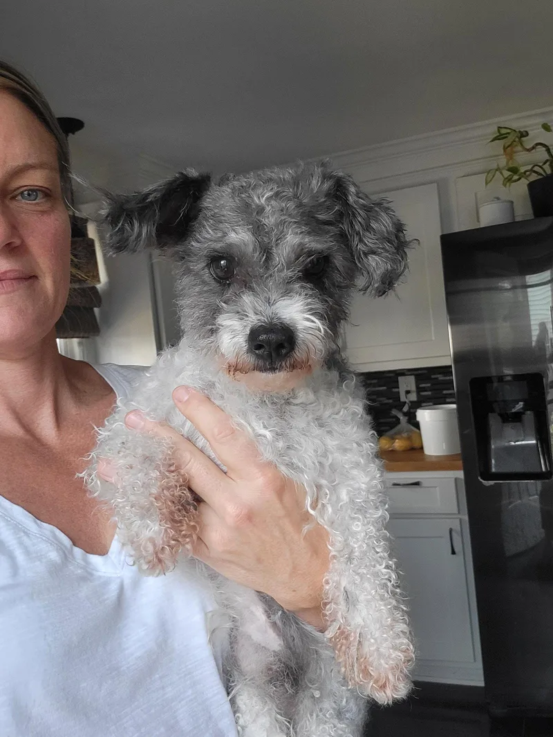 A senior small-sized male Poodle dog named Wally Carlson for adoption in Saunderstown, RI