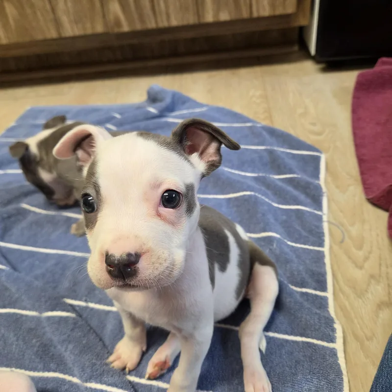 A baby medium-sized female White / Cream Pit Bull Terrier dog named Mummy for adoption in Wyandotte, MI