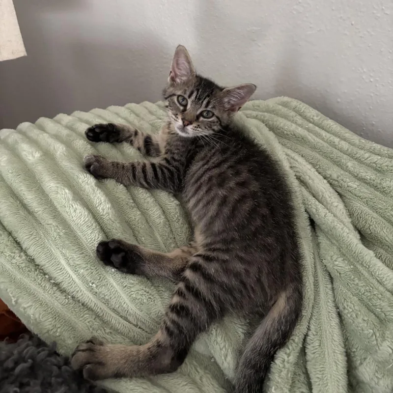 A baby small-sized female Domestic Short Hair cat named Snap for adoption in San Antonio, TX