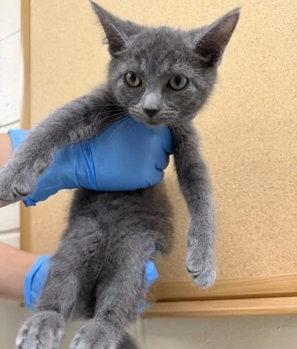 A baby small-sized female Domestic Short Hair cat named Rain for adoption in Hamilton, NJ