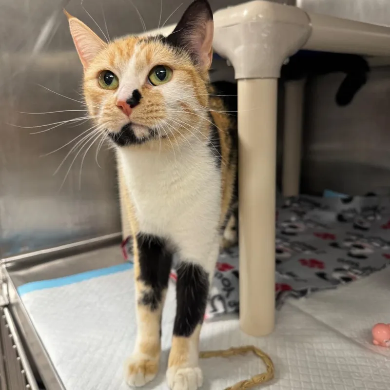 An adult medium-sized female Calico Domestic Short Hair cat named Dottie for adoption in Salt Lake City, UT