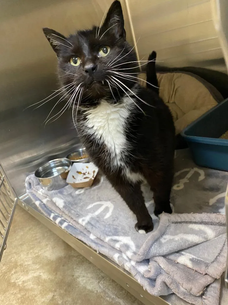 A young medium-sized female Domestic Short Hair cat named Shadowheart for adoption in Coupeville, WA