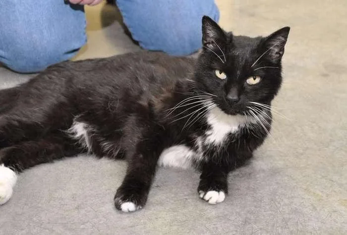 Shadowheart thumbnail 2