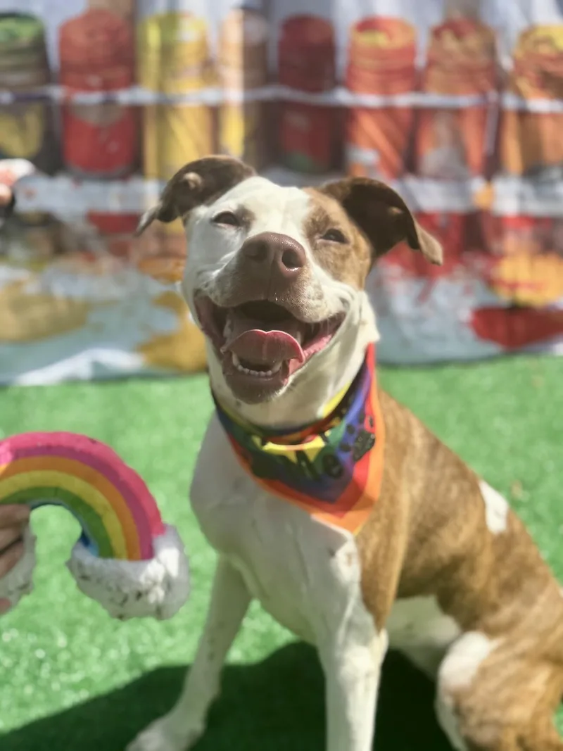 An adult medium-sized female Brindle Mixed Breed dog named Annie for adoption in Cincinnati, OH