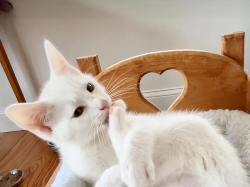 A baby small-sized male Orange & White Domestic Short Hair cat named Dalton for adoption in Duxbury, MA