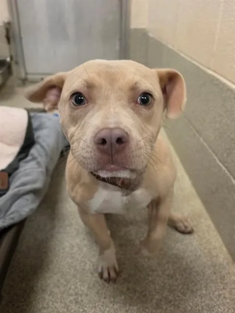 A young medium-sized female Pit Bull Terrier dog named Dolce for adoption in Statesville, NC