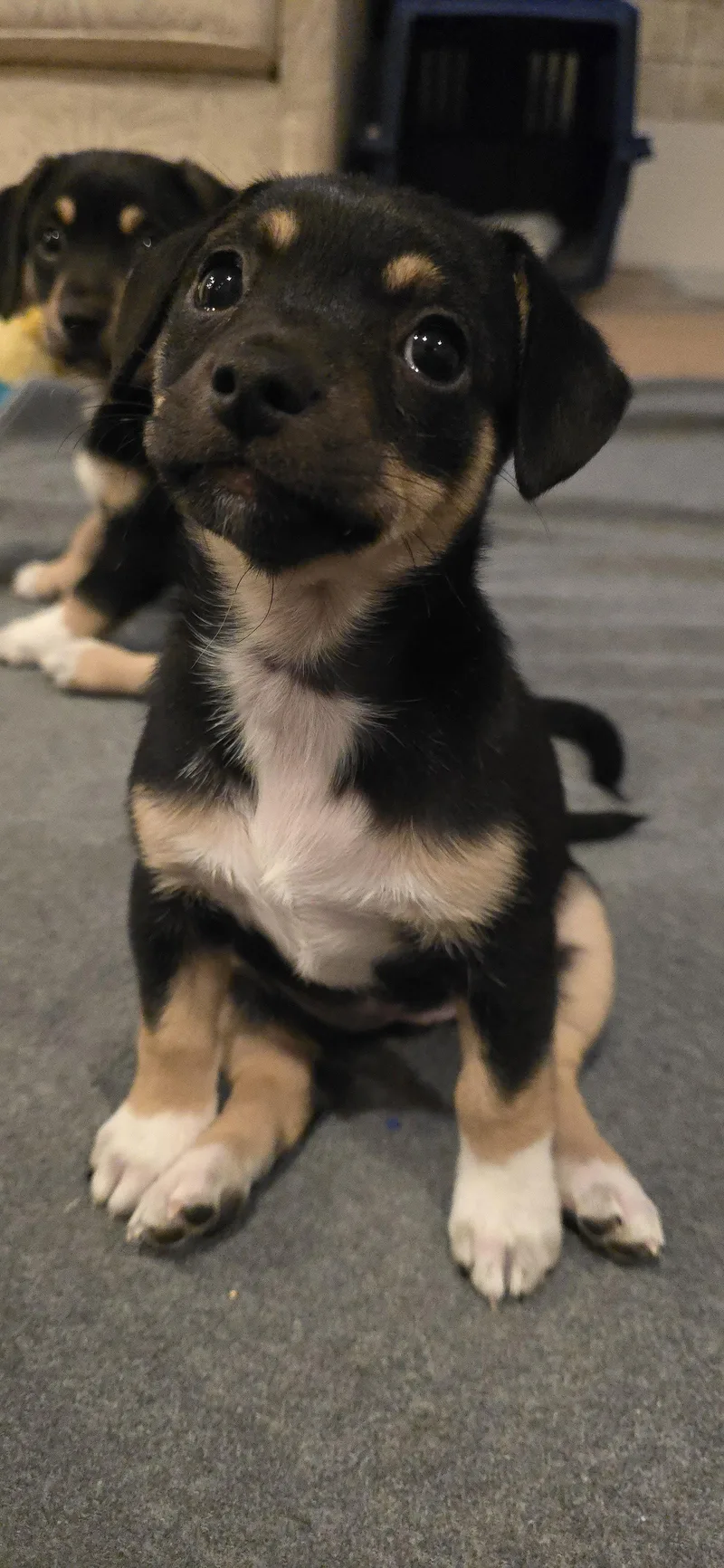 A young small-sized female Terrier dog named Jessie for adoption in Sunnyvale, CA
