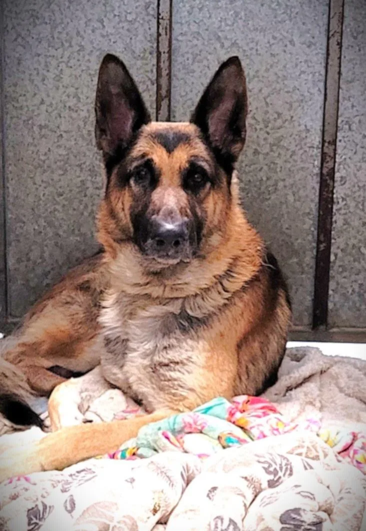 An adult extra large-sized male German Shepherd Dog dog named Roger for adoption in Los Angeles, CA