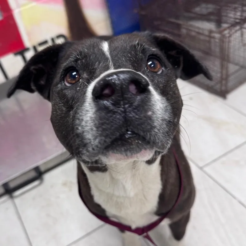 An adult medium-sized female Brown / Chocolate Mixed Breed dog named Lucy for adoption in Lufkin, TX