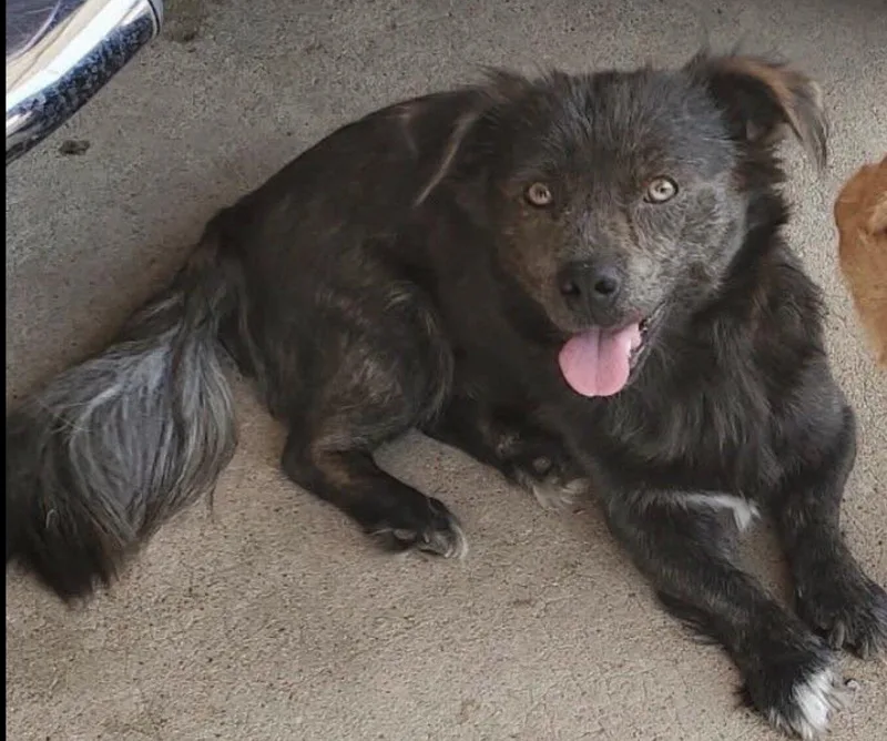 An adult small-sized male Dachshund dog named Elvis for adoption in Blue Springs, MO