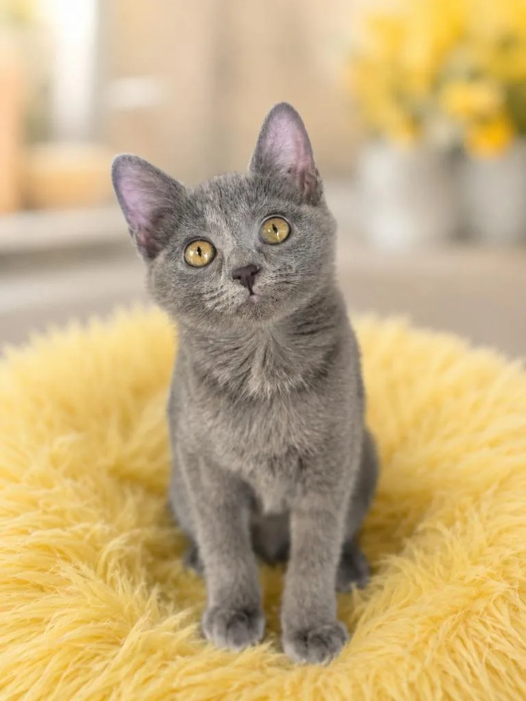 A baby small-sized female Domestic Short Hair cat named Foxy for adoption in Sebastian, FL