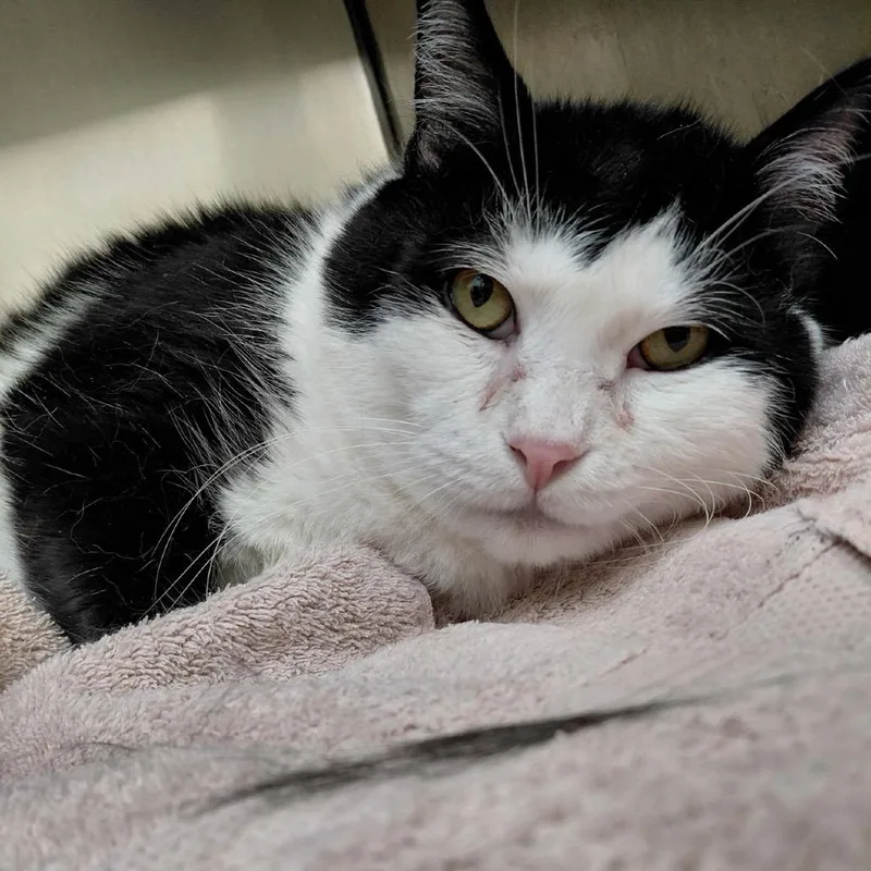 A senior extra large-sized male Domestic Medium Hair cat named Thackery Binx for adoption in Perkiomenville, PA