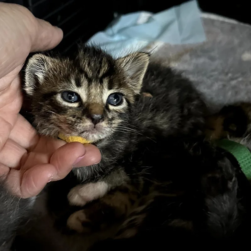 A baby small-sized male Brown / Chocolate Domestic Short Hair cat named Stanley for adoption in Long Beach, CA