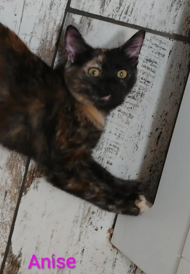 A baby medium-sized female Domestic Short Hair cat named Anise for adoption in Boone, CO