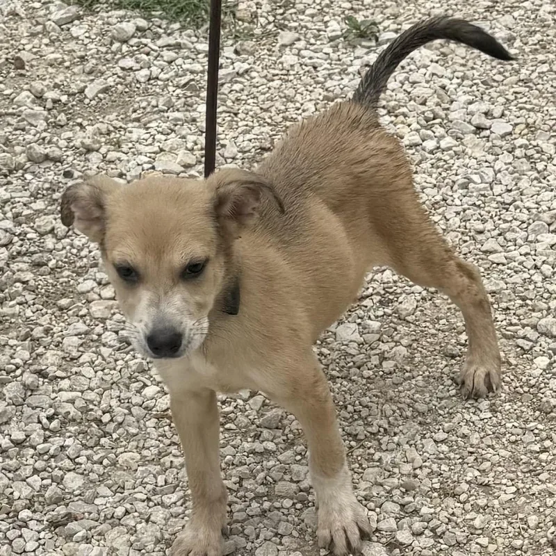 A baby small-sized male Golden Mixed Breed dog named Boy Pup for adoption in Hagerstown, MD