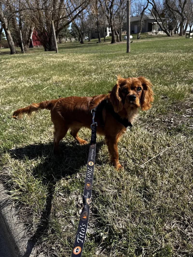 A young small-sized male Cavalier King Charles Spaniel dog named Baxter for adoption in Sioux Falls, SD