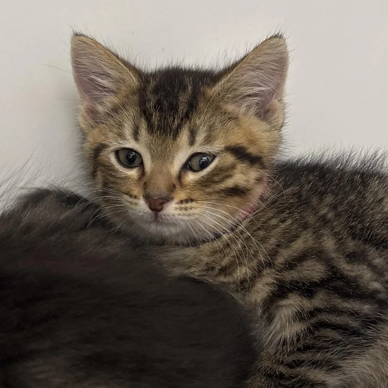 A baby small-sized female Brown / Chocolate Domestic Short Hair cat named Cheesecake for adoption in Naperville, IL