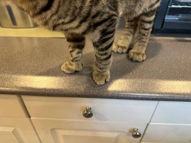 A young medium-sized male American Shorthair cat named Brownie for adoption in Kohler, WI