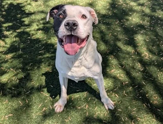 An adult large-sized male Pit Bull Terrier dog named Denver for adoption in Antioch, CA