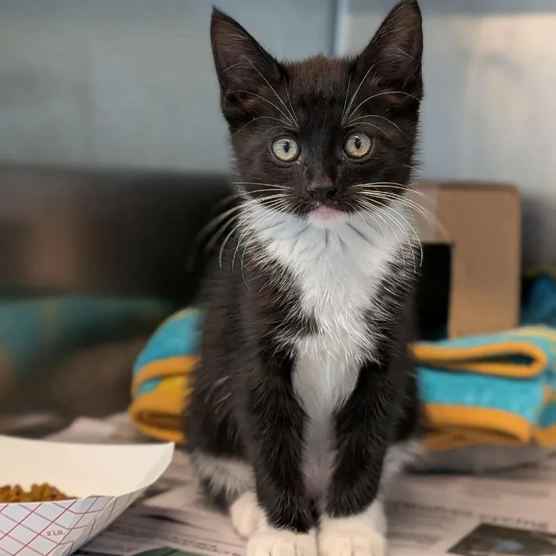 A baby small-sized female Black Domestic Medium Hair cat named Coleman Bones for adoption in Huntington, WV