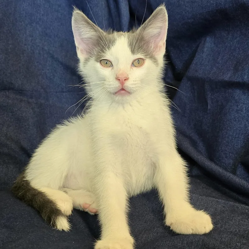 A baby small-sized male Gray & White Domestic Short Hair cat named Chowder for adoption in Bentonville, AR