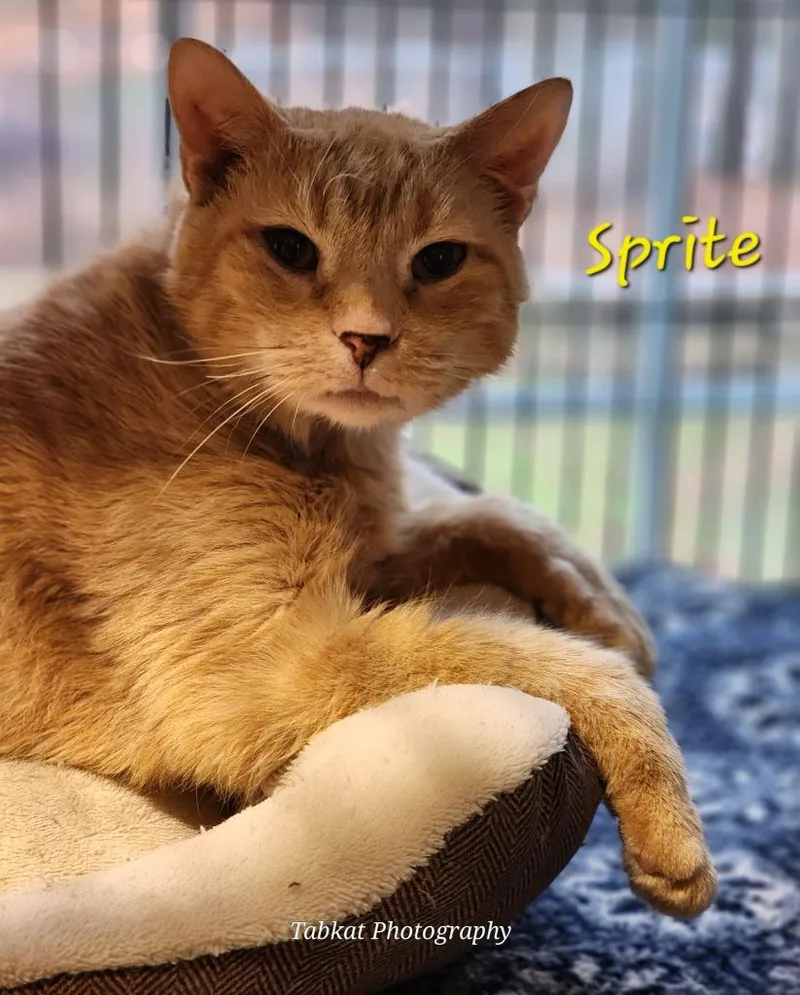A senior medium-sized female Domestic Short Hair cat named Sprite for adoption in Cambridge, MD