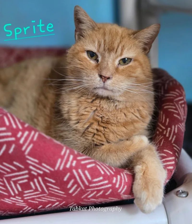 Sprite thumbnail 2