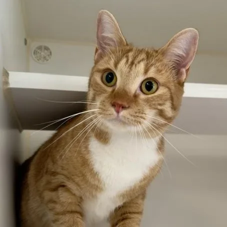 A young medium-sized male Domestic Short Hair cat named Dylan for adoption in Reisterstown, MD
