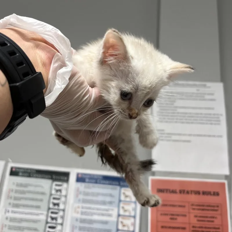 A baby small-sized female White Domestic Short Hair cat named Cream for adoption in Chattanooga, TN
