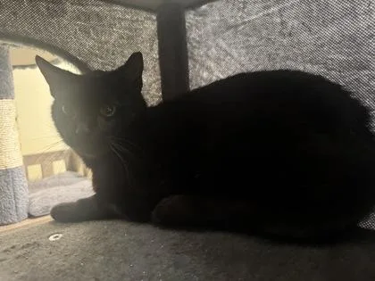 An adult small-sized female Domestic Short Hair cat named Wither Feral for adoption in St. Anne, IL