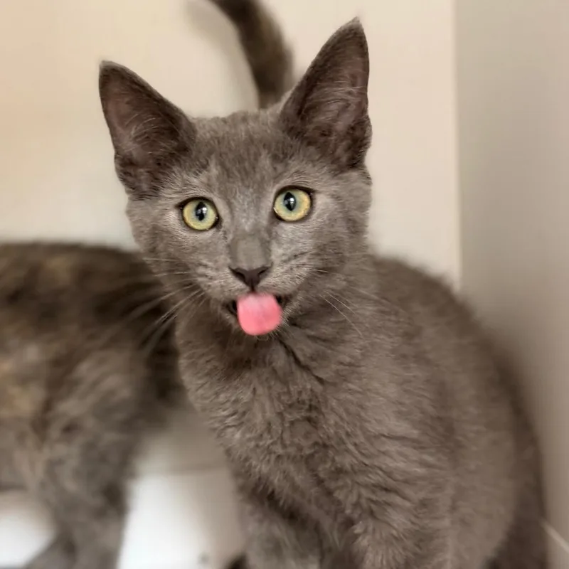 A baby small-sized male Gray / Blue / Silver Domestic Short Hair cat named Chowder for adoption in Champaign, IL