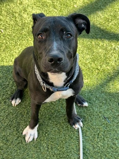 A young medium-sized male Mixed Breed dog named Duce for adoption in Dallas, TX