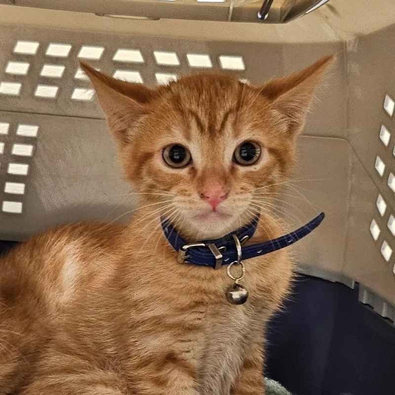 A baby small-sized male Orange / Red Domestic Short Hair cat named Biscoff for adoption in Sonoma, CA