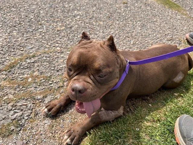 An adult medium-sized female English Bulldog dog named Zulley for adoption in Albuquerque, NM