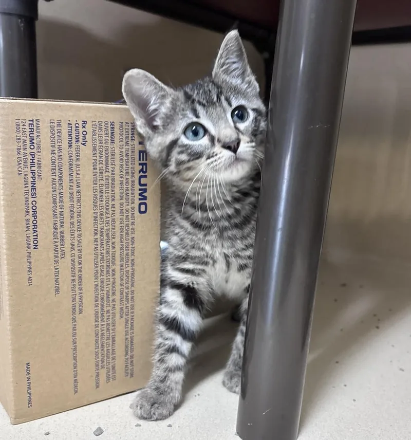 A baby medium-sized male Domestic Short Hair cat named Chopper for adoption in Stillwater, OK