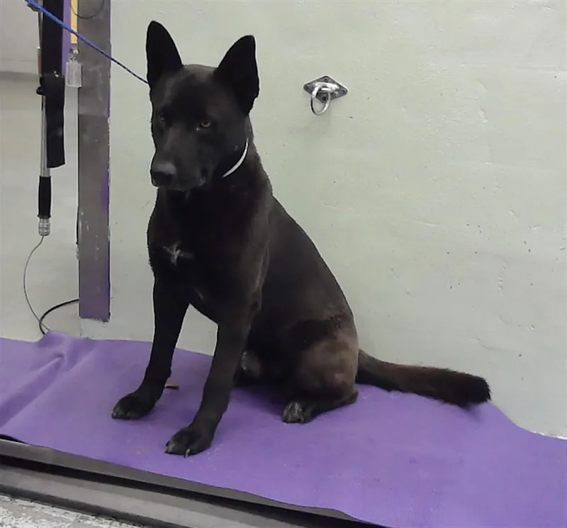 A young large-sized male German Shepherd Dog dog named Bruno for adoption in Houston, TX