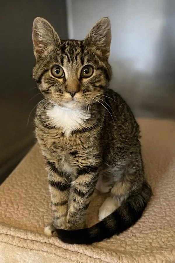 A baby small-sized female Domestic Short Hair cat named Lunamae for adoption in Monterey, CA