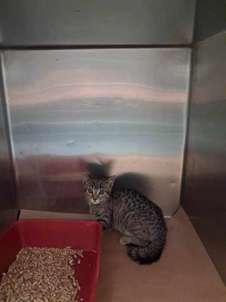 A baby large-sized male Domestic Short Hair cat named Tater for adoption in Cartersville , GA