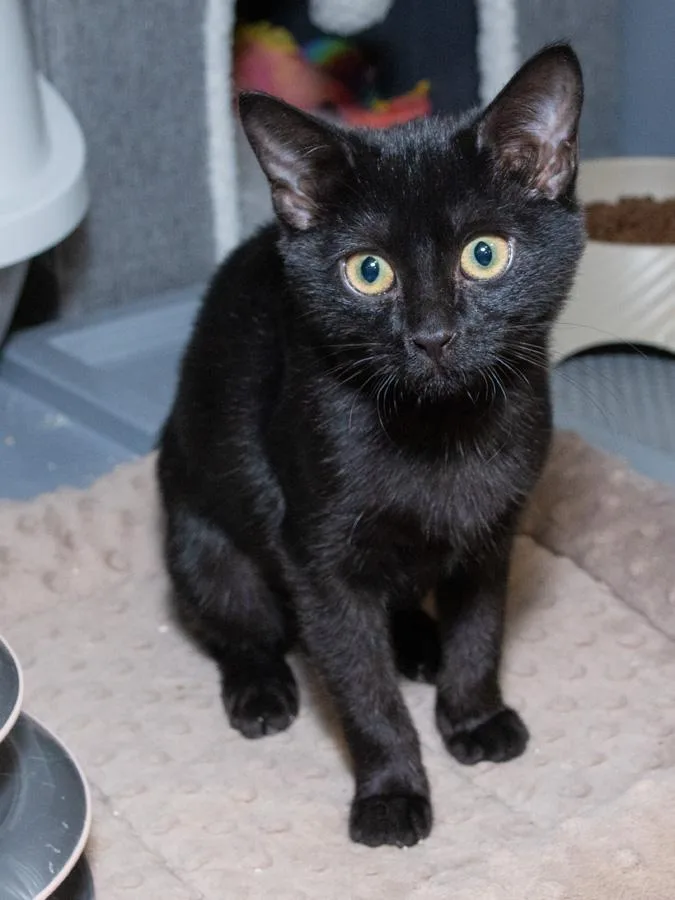 A baby medium-sized female Black Domestic Short Hair cat named Pudding for adoption in Englewood, NJ
